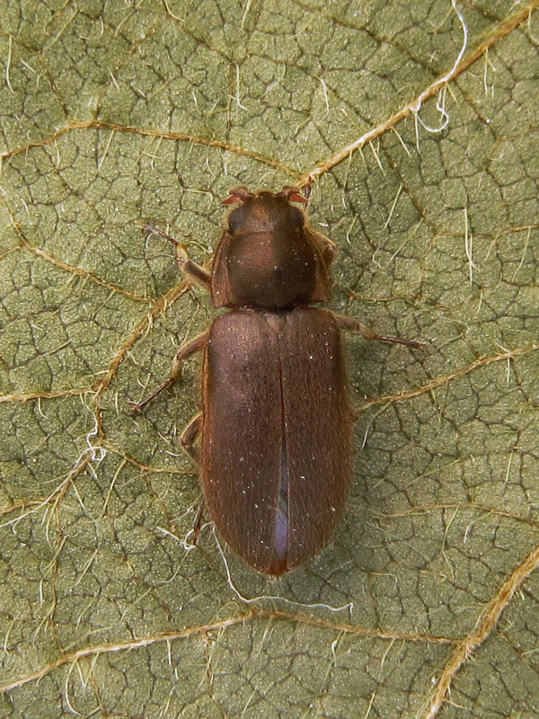 Dryopidae:  Dryops sp.